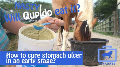 Exploring the various applications of mare magic in equine nutrition